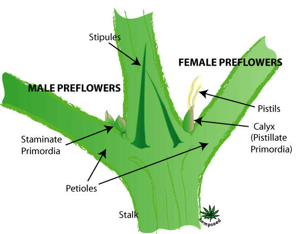 cannabis-gender-diagram