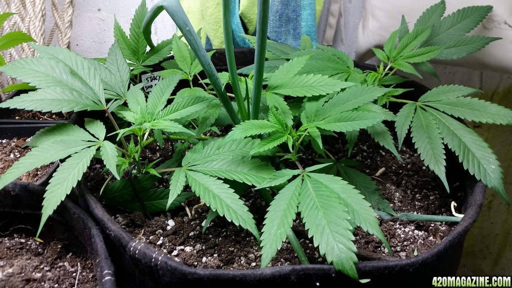 Cannabis Girls: Early Veg