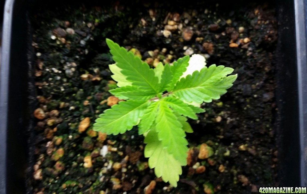 Cannabis Girls: Early Veg