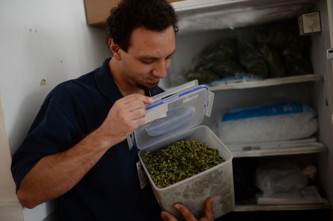 Cannabis in Freezer