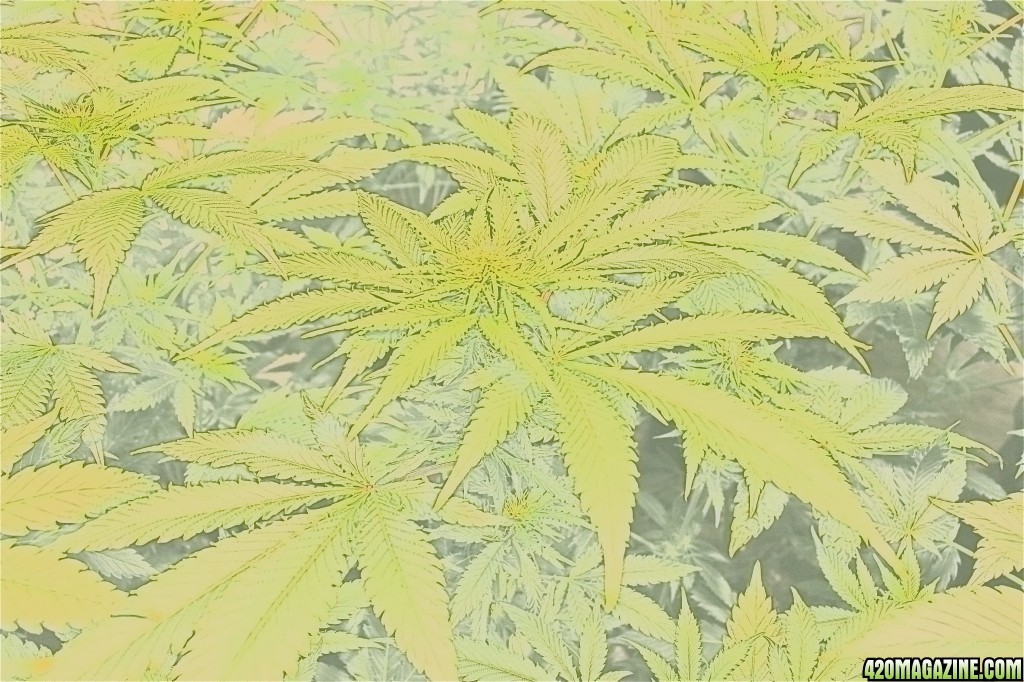 Cannabis in Watercolor