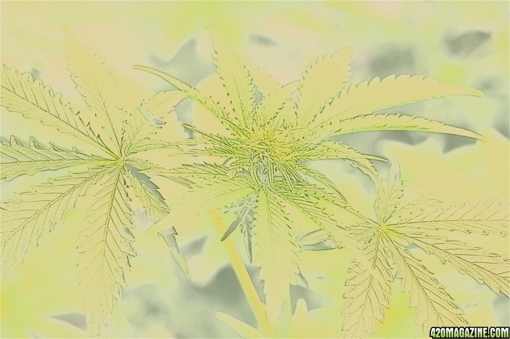 Cannabis in Watercolor