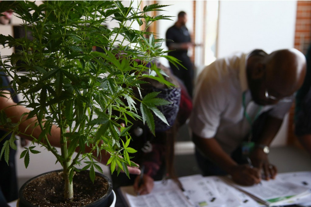 Cannabis Job Fair