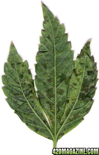 cannabis leaf back