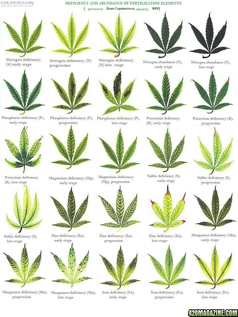 Cannabis Leaf Deficiencies Chart
