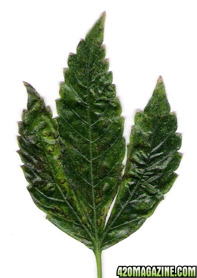 cannabis leaf front