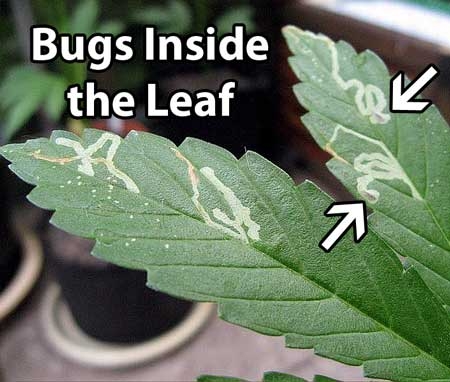 cannabis-leaf-miner-damage-sm.jpg