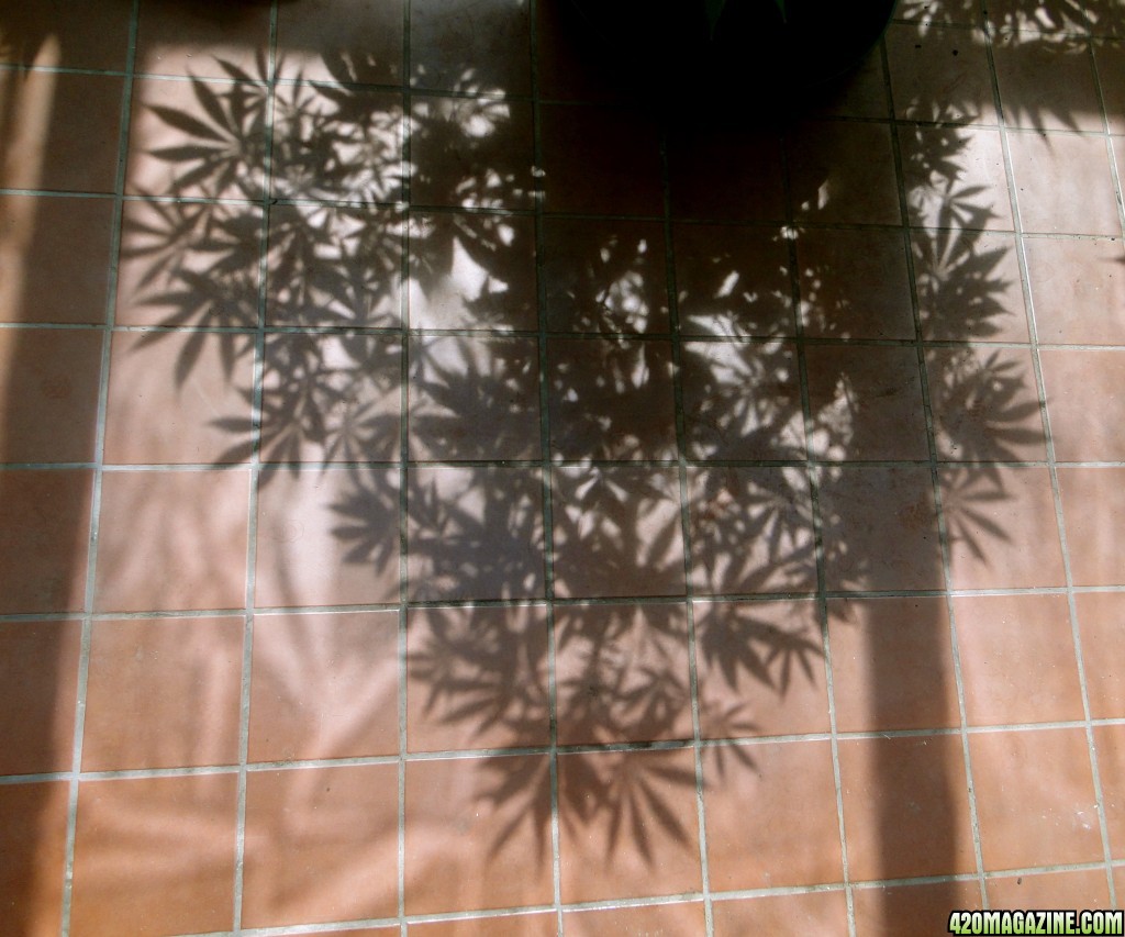 Cannabis Leaf Shadow