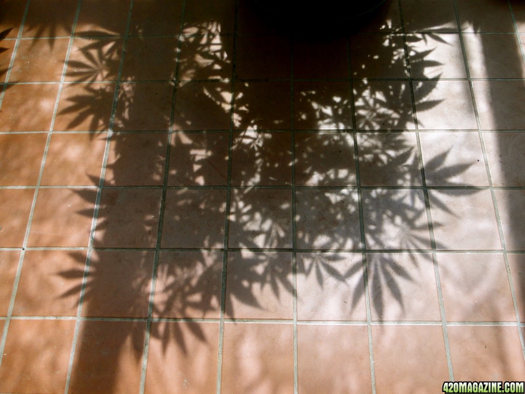 Cannabis Leaf Shadow