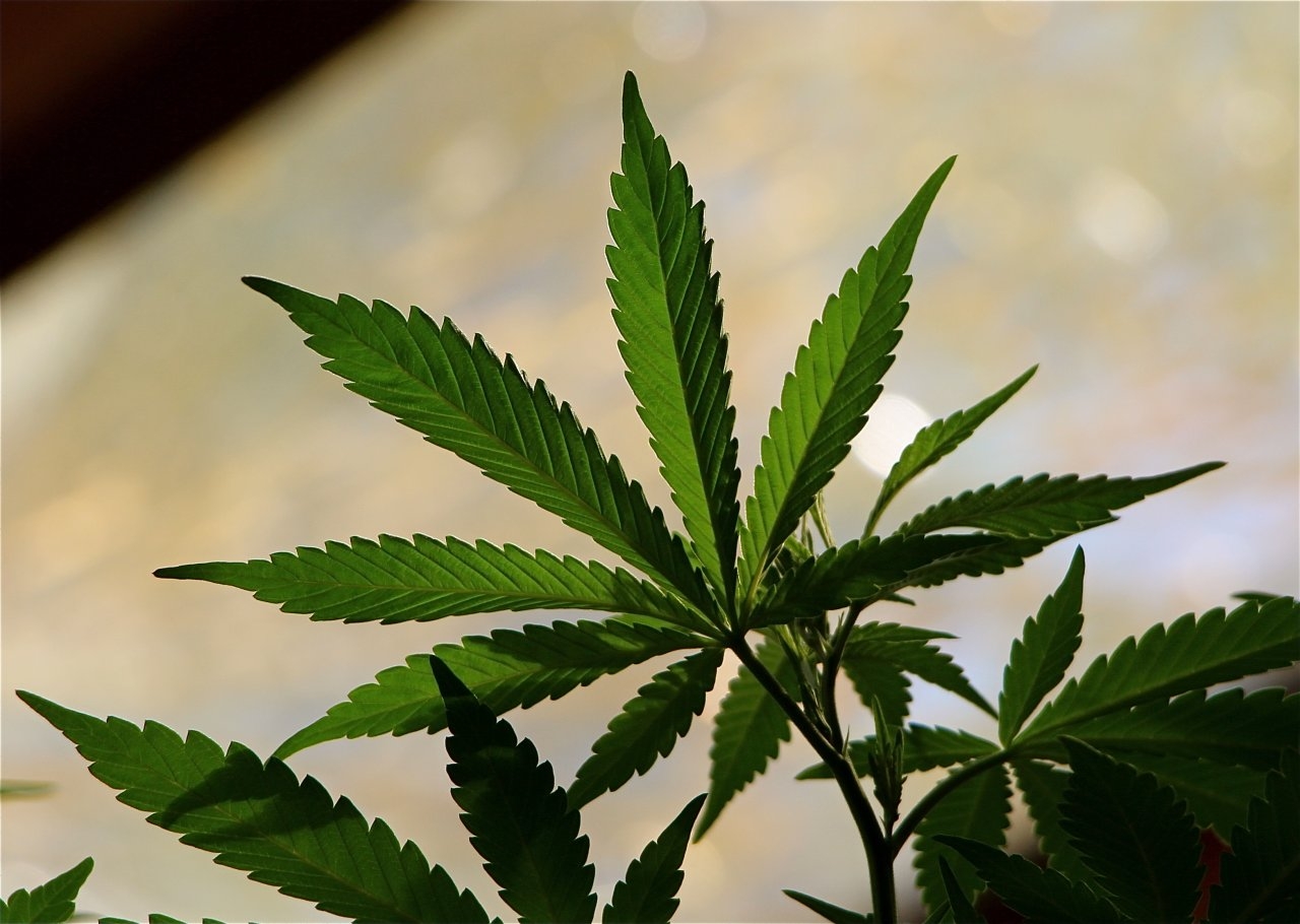 Cannabis Leaf Silhouette