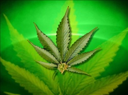 Cannabis Leaf