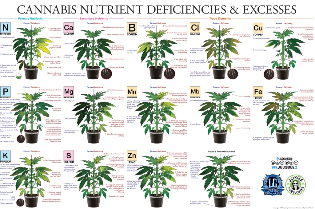 cannabis nutrient deficiency-chart C.jpg