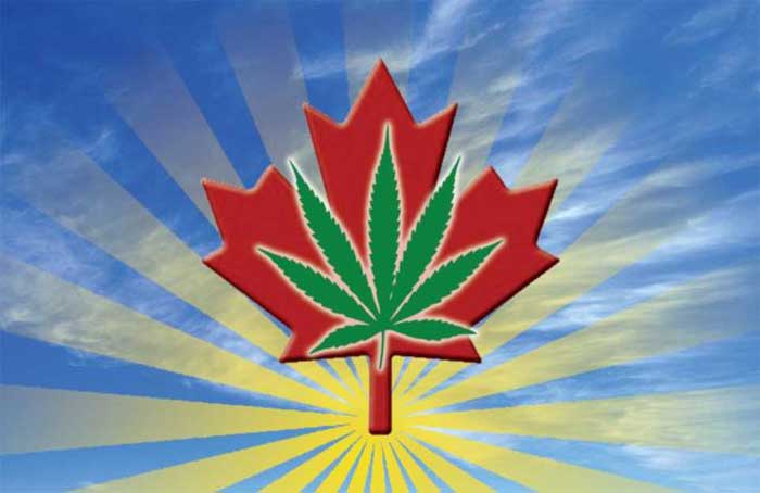 Cannabis Over Maple Leaf - BoulderWeekly