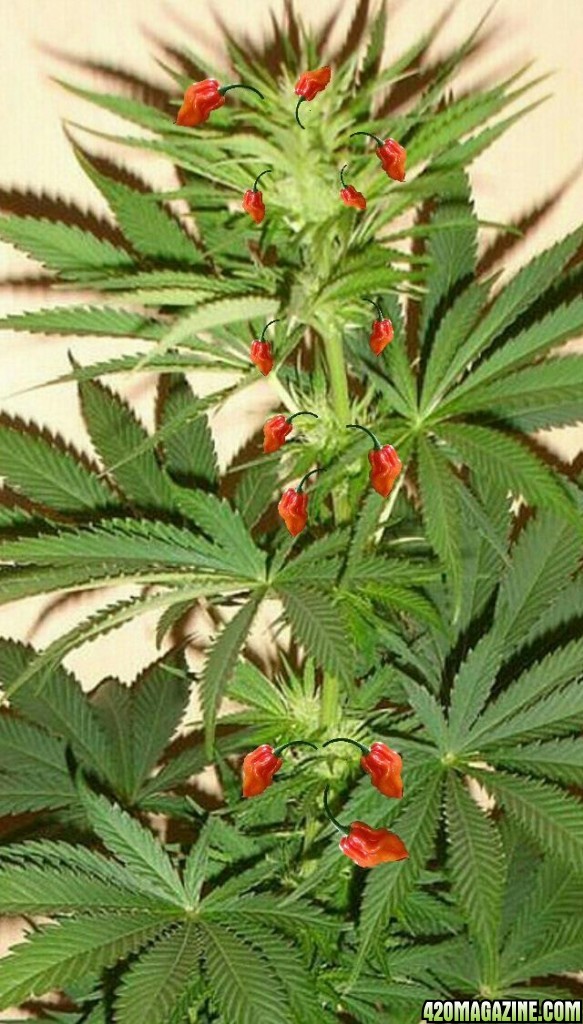 Cannabis Pepper