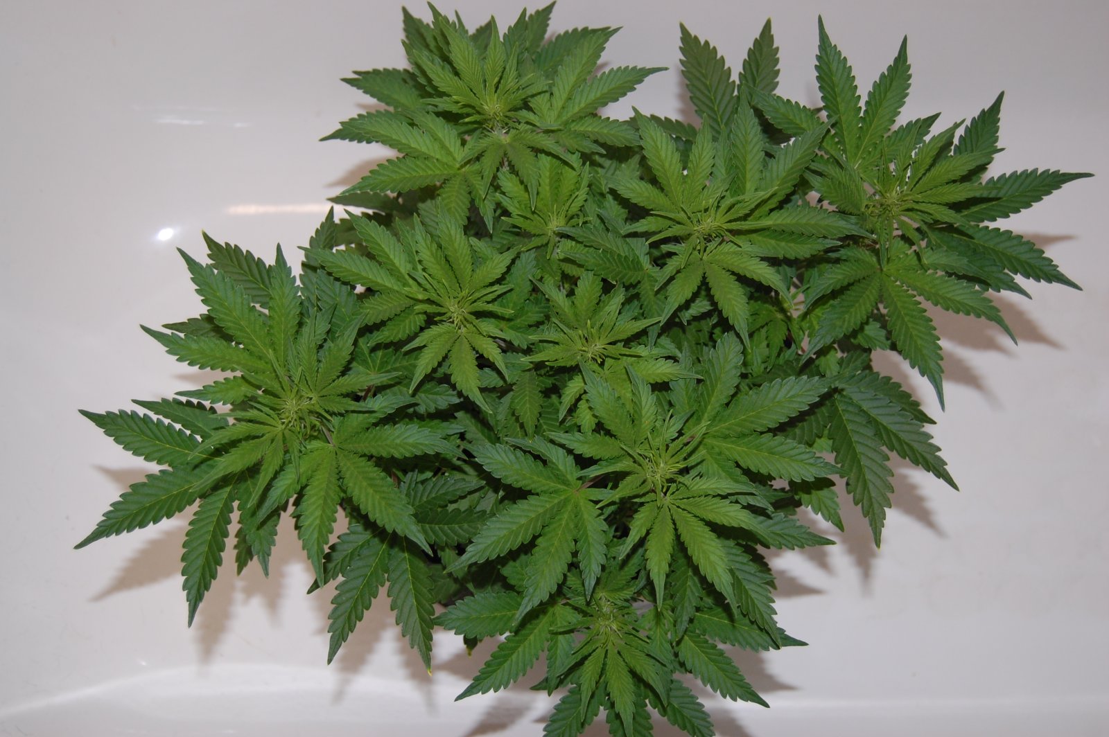 cannabis-plant.JPG