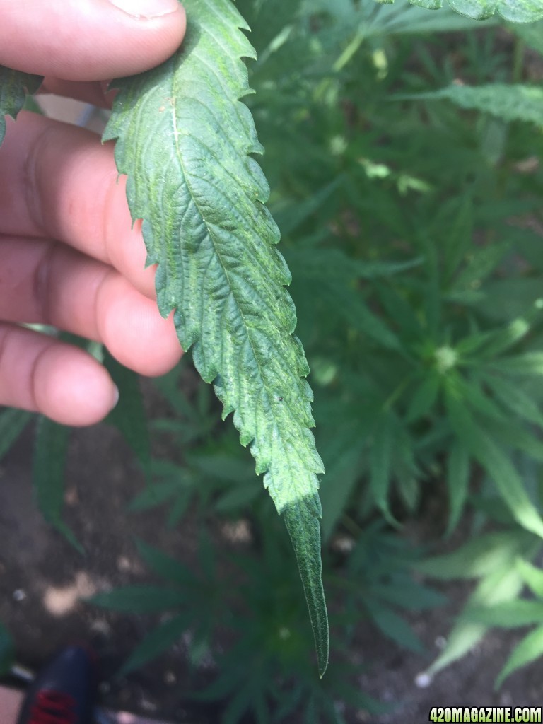 Cannabis plant leaf