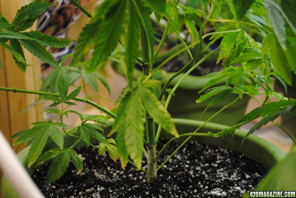 cannabis plant pruning