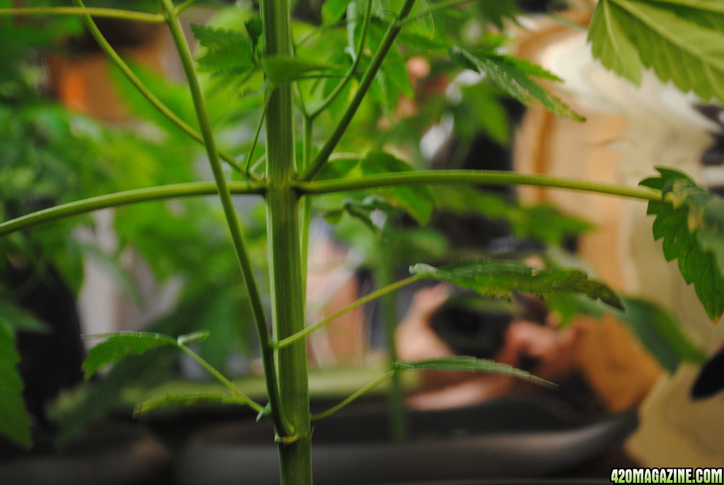 cannabis plant pruning