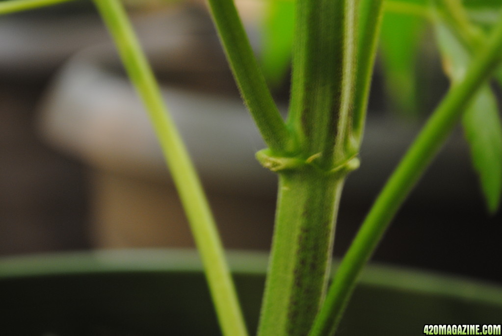 cannabis plant pruning