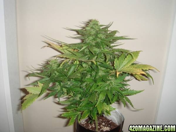 cannabis plant