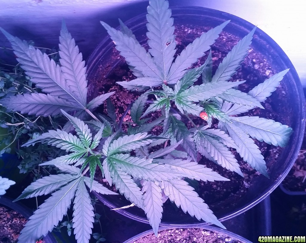 Cannabis plants