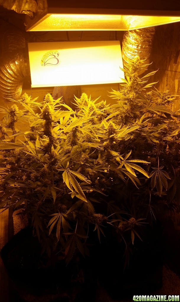 Cannabis plants