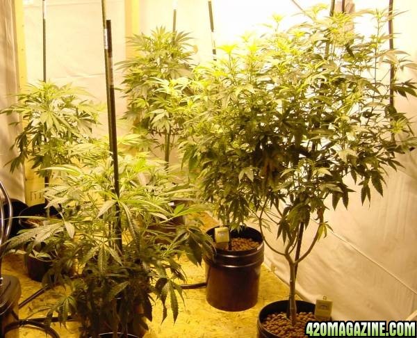 Cannabis plants