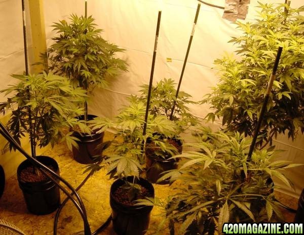 Cannabis plants