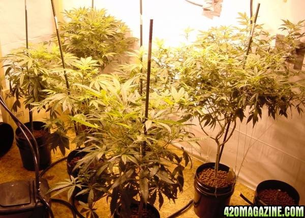 Cannabis plants