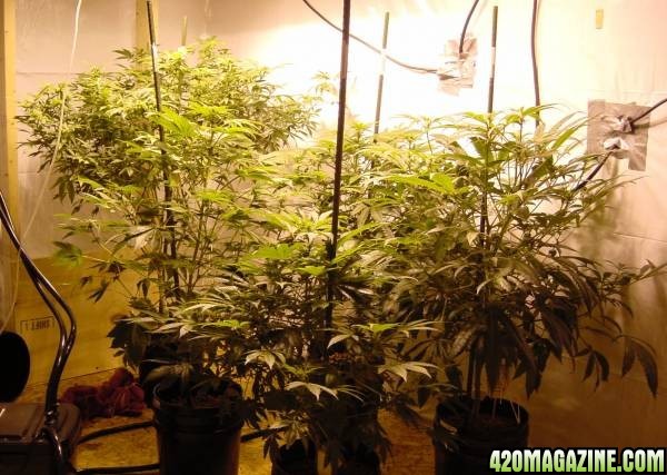 Cannabis plants