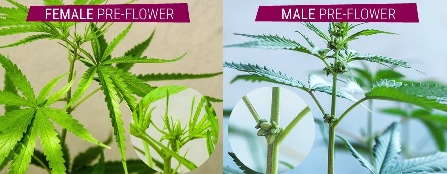 cannabis preflower male and female.jpg