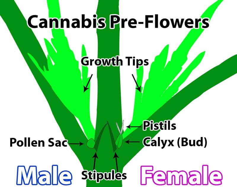 cannabis-preflowers-diagram.jpeg