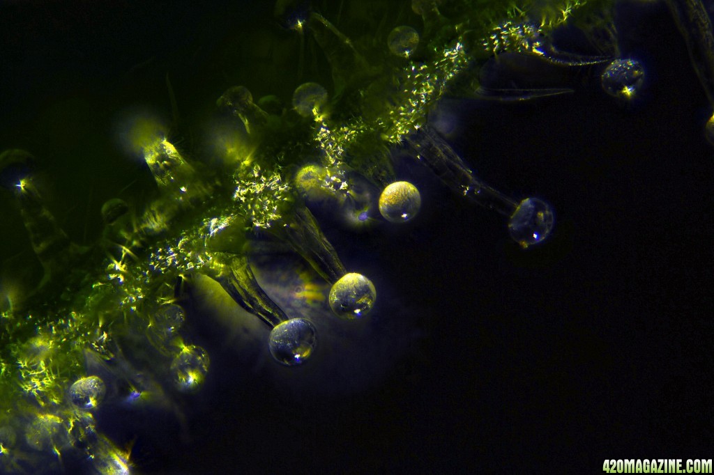 cannabis resin glands at 20x