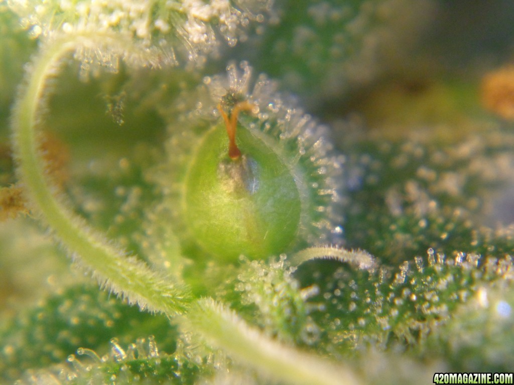 Cannabis Seeds day 23 from pollination