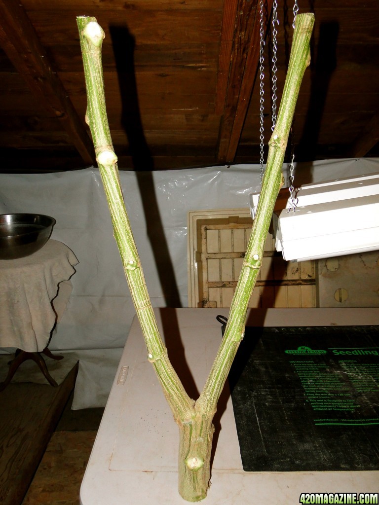 Cannabis Stalk Wishbone