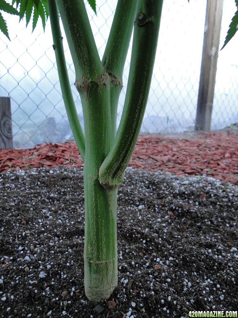 Cannabis Stalks