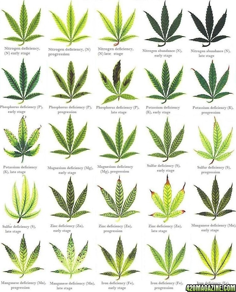 cannabis_leaf-deficiencies4