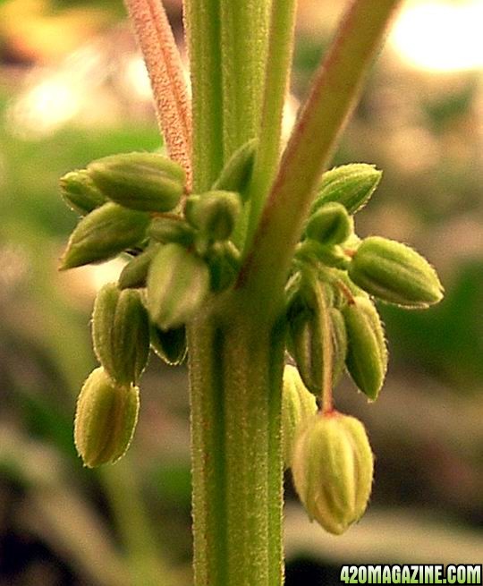 Cannabis_male_flowers