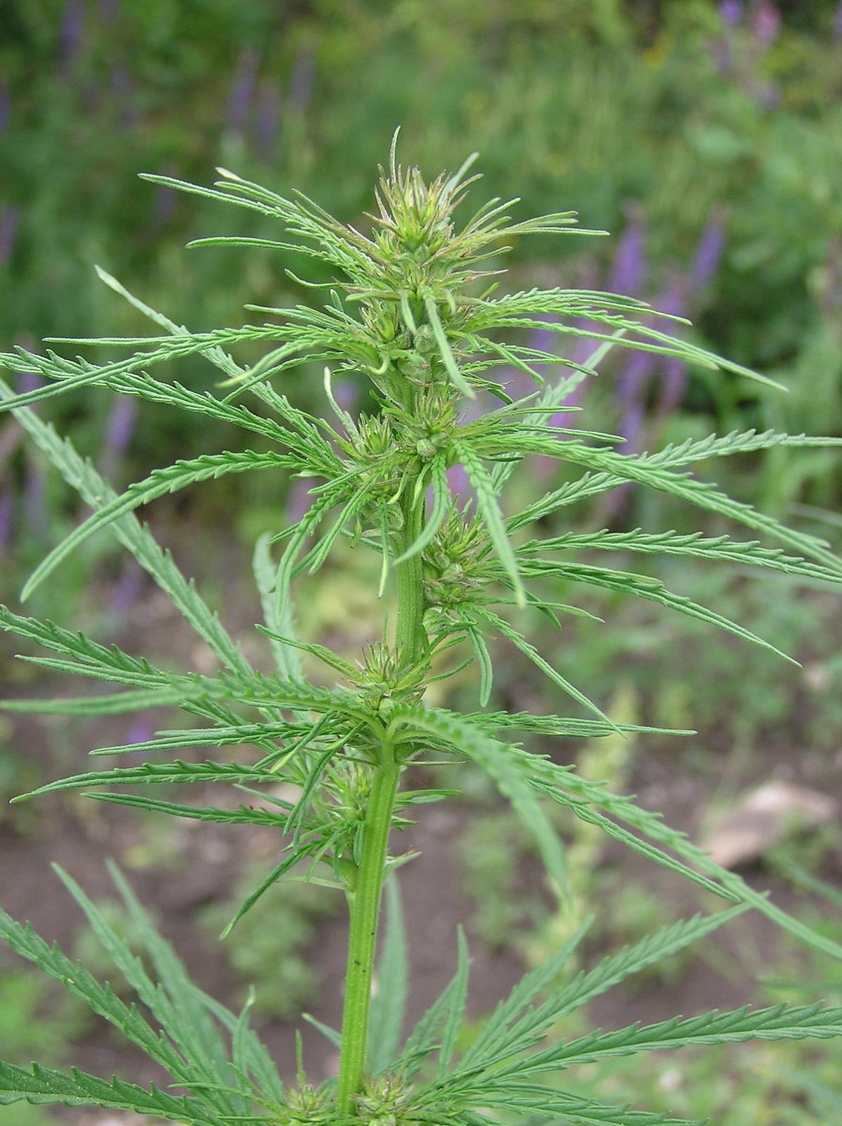 Cannabis_ruderalis_(wild_marijuana,_female).jpg