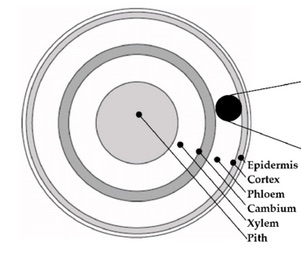 cannabis_stem_cross_section1.jpg