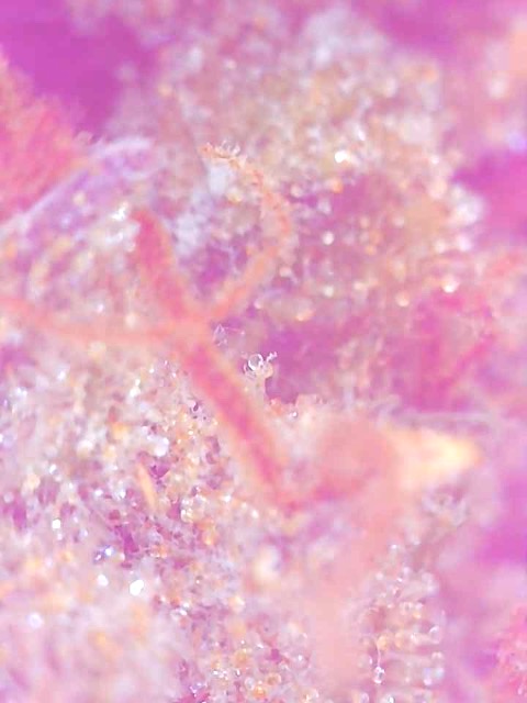 Cannalope Haze Trichomes-Day 65F-e.jpg