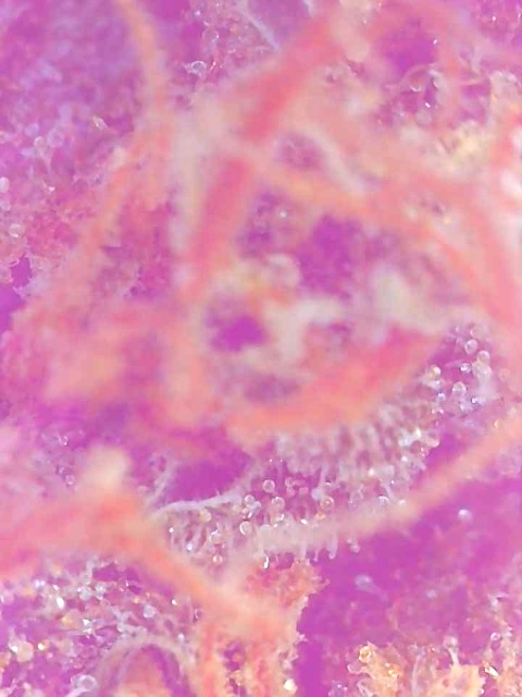 Cannalope Haze Trichomes-Day 65F-f.jpg