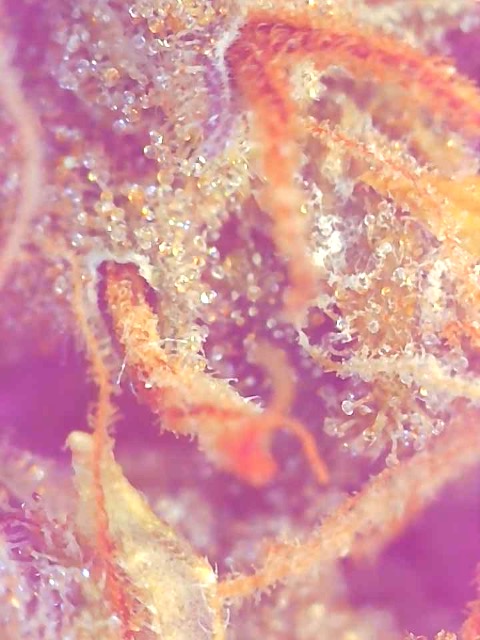 Cannalope Haze Trichomes-Day 65F-g.jpg