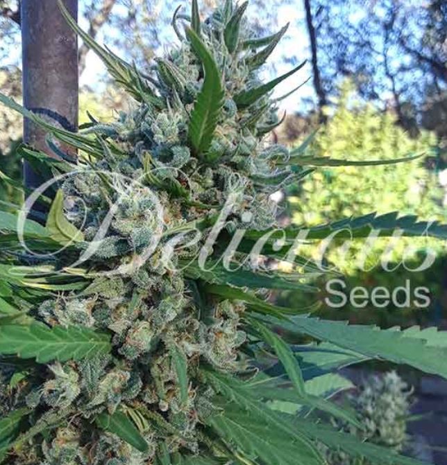 Cannapot cannabisseeds - female weedseeds and more dopeseeds