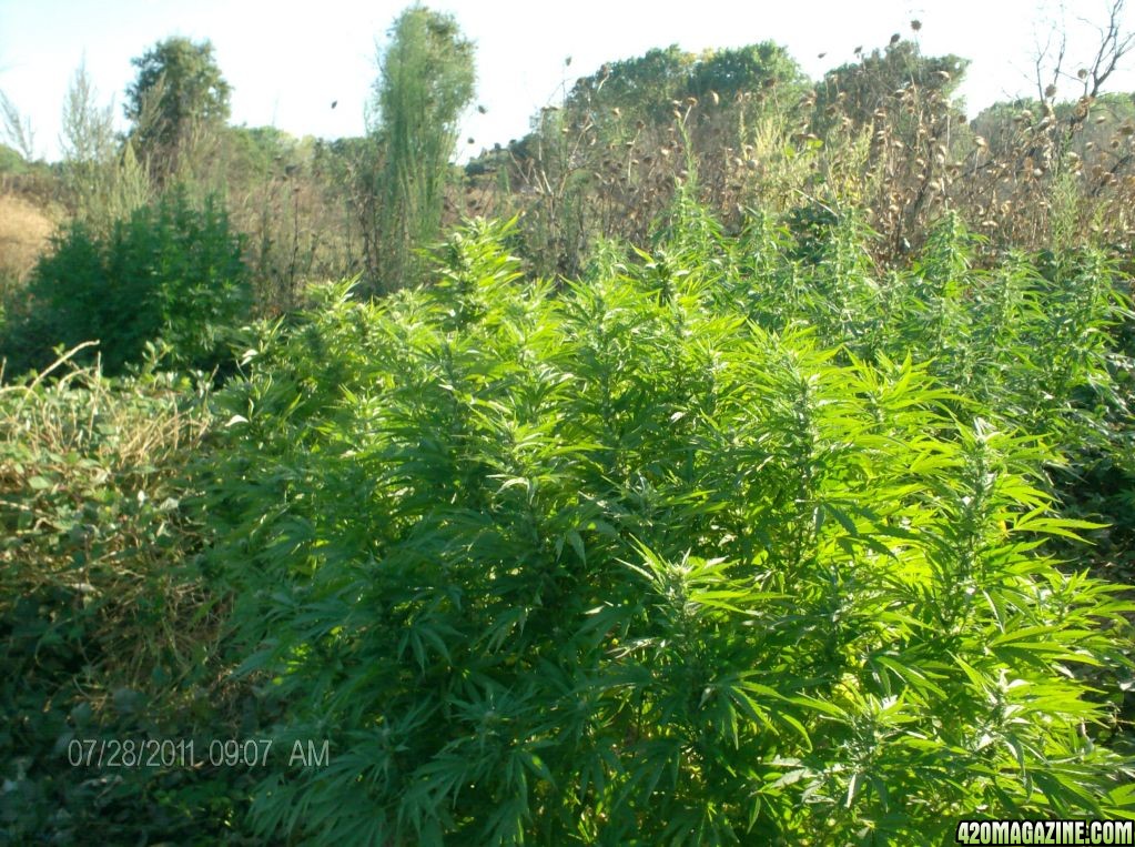 cannibas plants