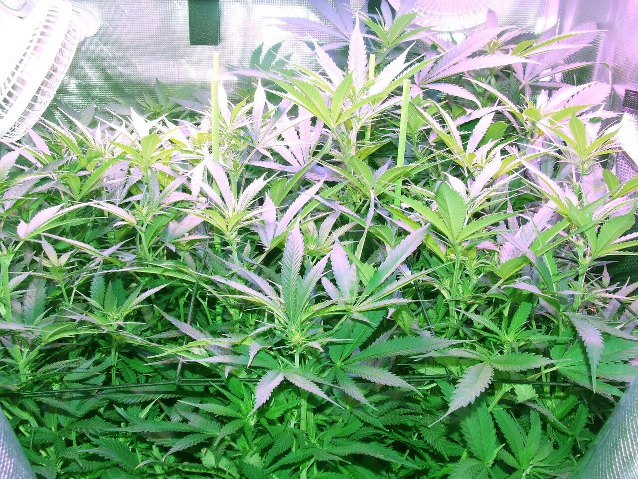 canopy at one week flwr.jpg