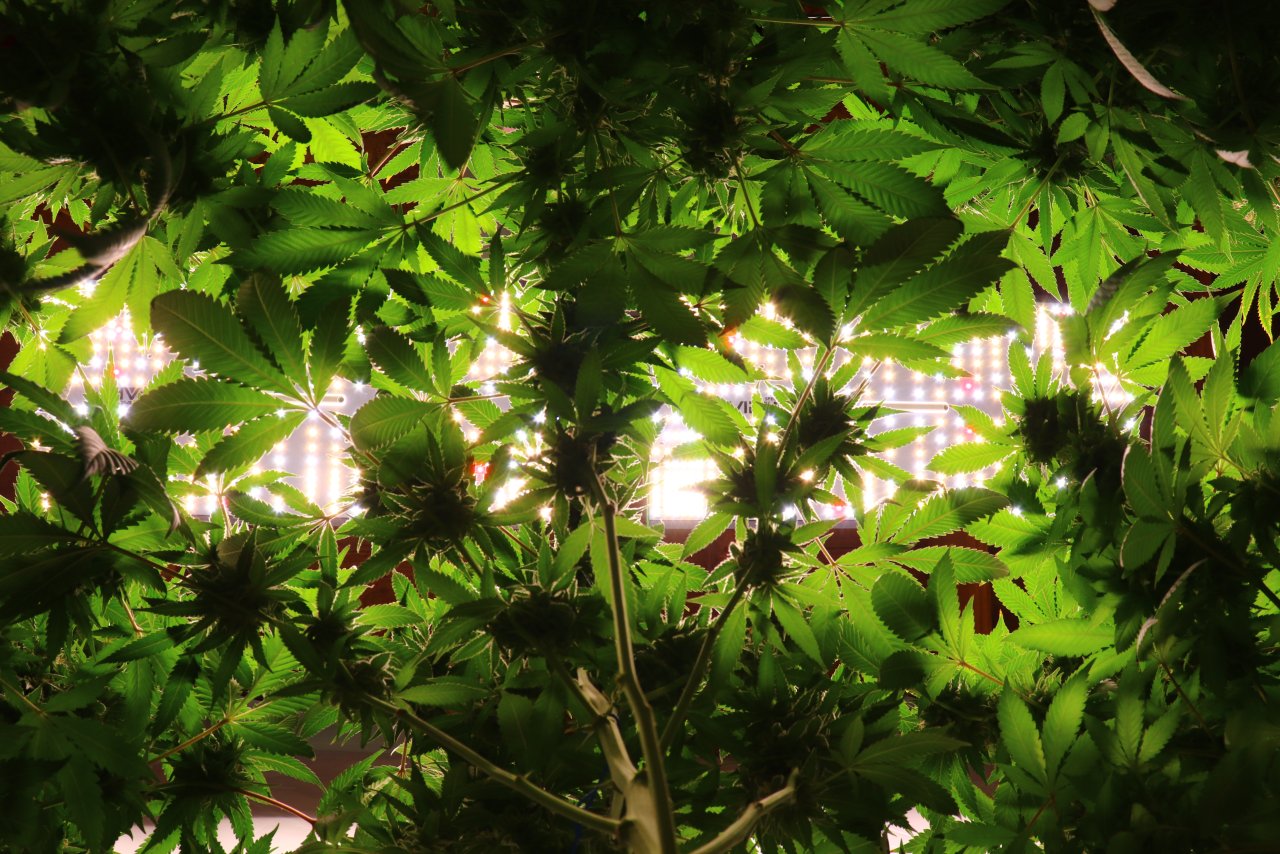 Canopy from Underneath