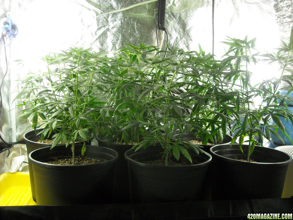 Canopy-level shot of the kids under CFL lighting