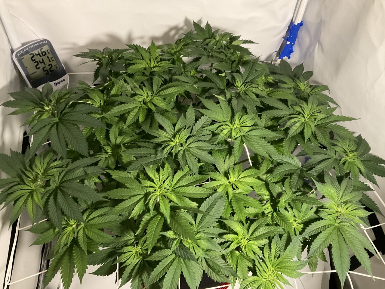 Canopy start week 3 flower - Feeding