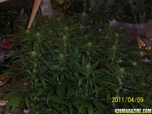 canopy_day20